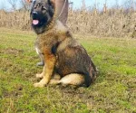 Slika 4