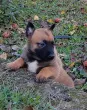 Slika 1