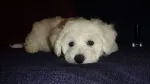 Slika 4