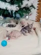 Slika 4