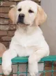 Slika 3
