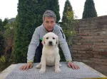 Slika 4