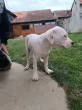 Slika 1