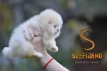 Slika 2