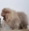 Slika 6