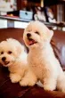Slika 2