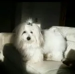 Slika 6