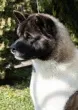 Slika 1