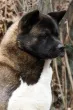 Slika 5