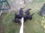 Slika 1