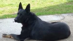 Slika 2