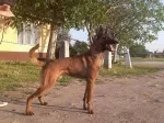 Slika 4