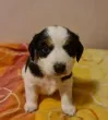 Slika 1