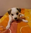 Slika 2