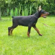 Slika 1