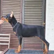 Slika 3