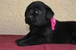 Slika 4