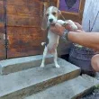 Slika 5
