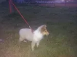 Slika 4