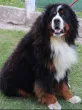 Slika 4