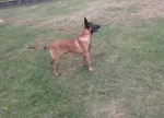 Slika 5