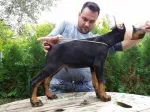 Slika 4