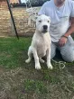Slika 1