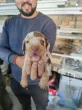 Slika 4