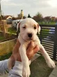 Slika 3