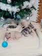 Slika 5