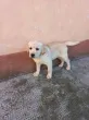 Slika 4
