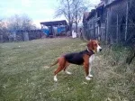 Slika 1