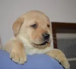 Slika 3