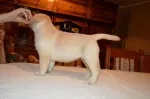 Slika 6