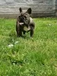 Slika 1