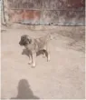 Slika 5