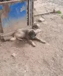 Slika 6