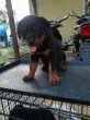 Slika 1