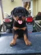 Slika 3