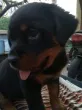 Slika 2