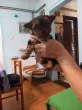 Slika 1