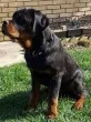 Slika 1