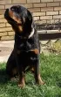 Slika 5