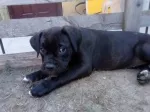 Slika 1