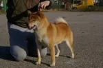 Slika 4