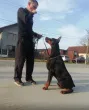 Slika 1