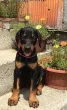 Slika 4