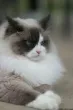 Slika 6