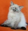 Slika 4