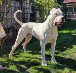 Slika 1
